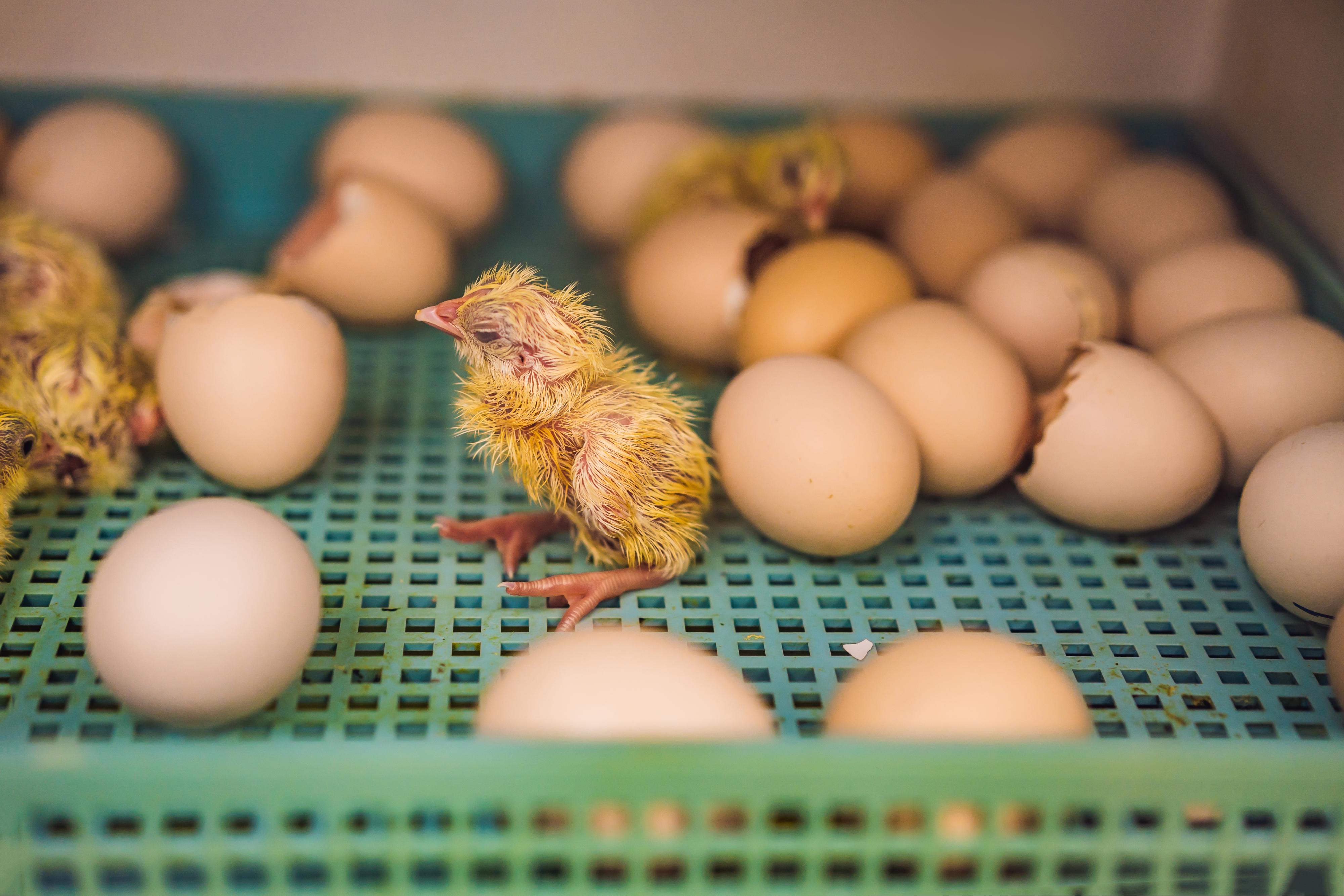 A chick emerges in the class hatchery.