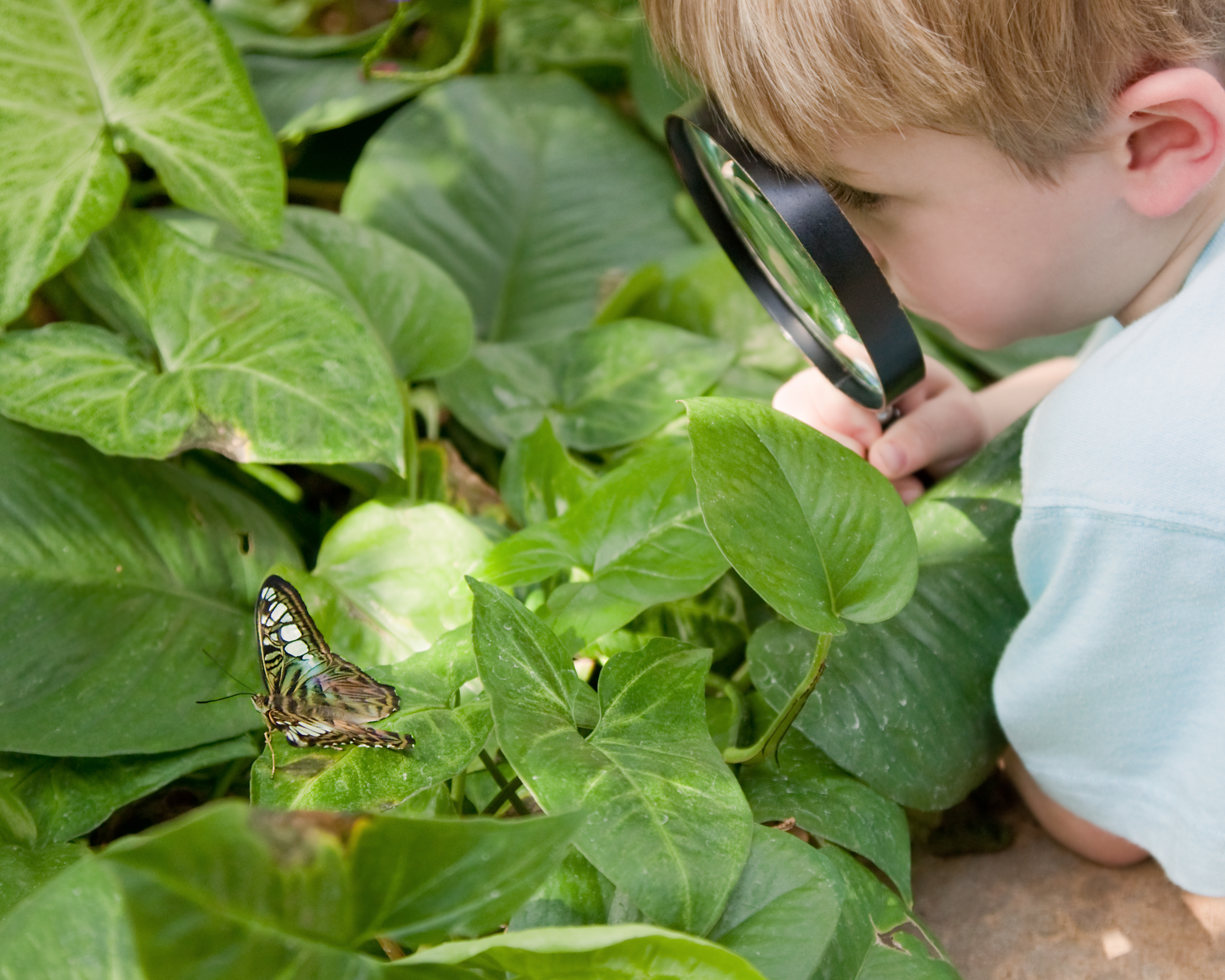 A child examines butterflies.
