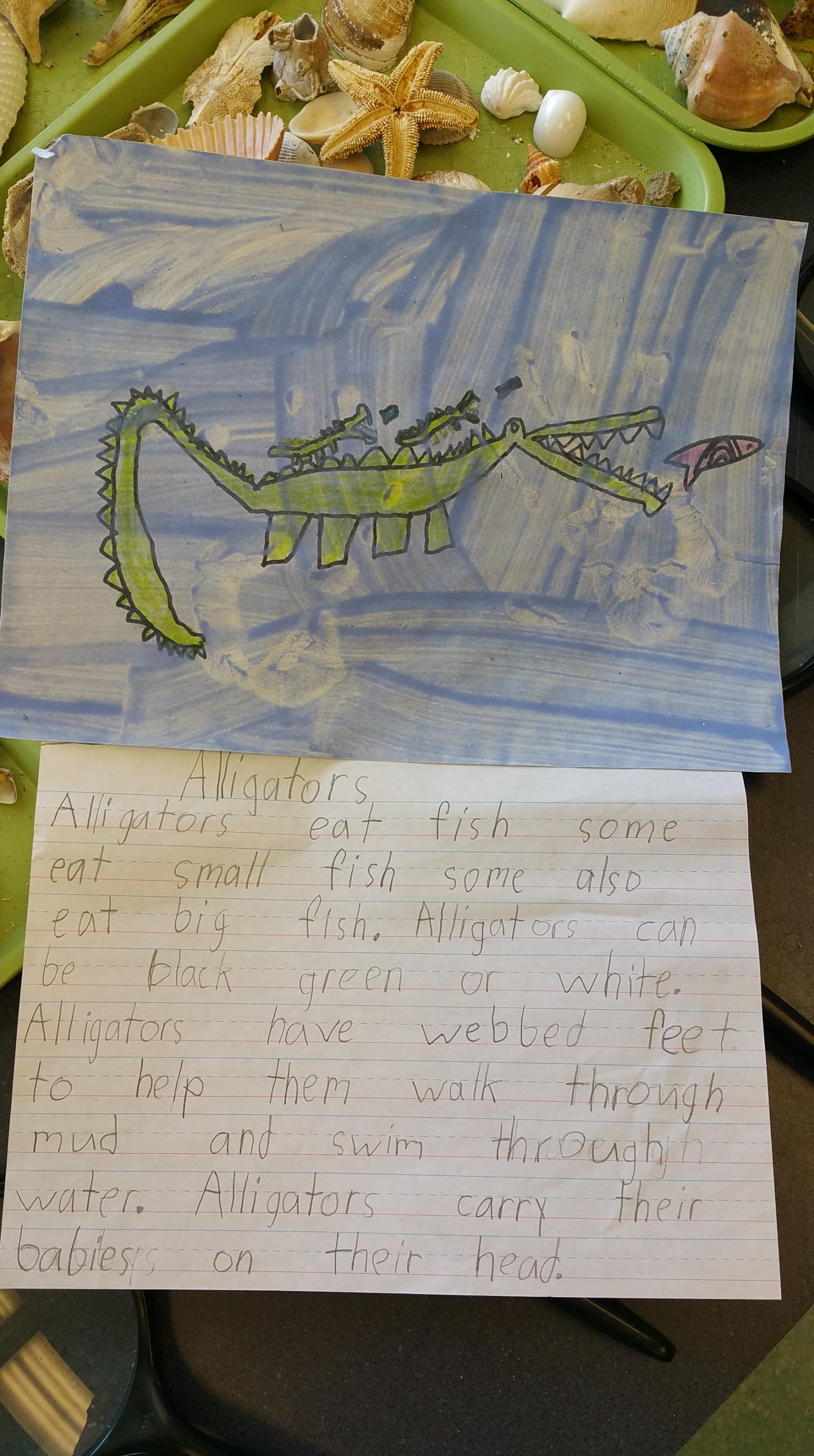 Written reports on the alligator, a native of estuaries.