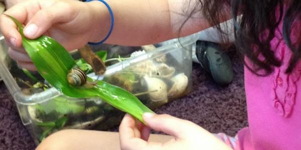 Child experimenting with a leaf to see if it will function as a slide for the snail.