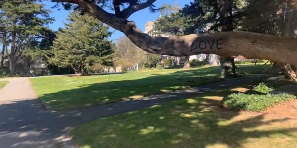 a tree that has "love" carved into it