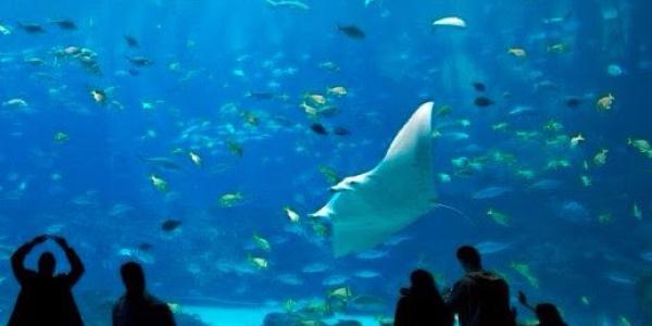 People in an aquarium