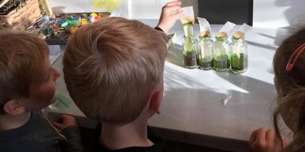 Three children looking at leaves