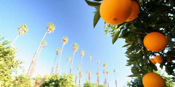 an image of California featuring palm trees and oranges