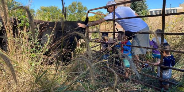 Teacher working with students to help care for a cow
