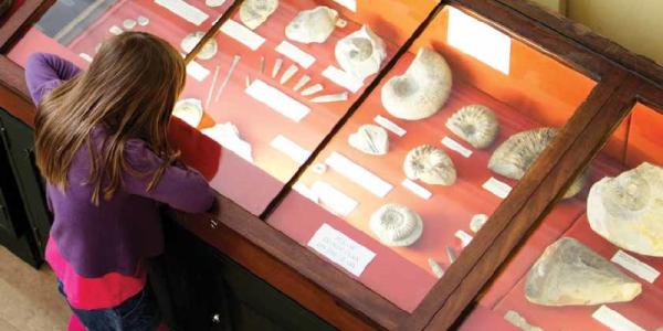 Child looking at a museum fossil display.