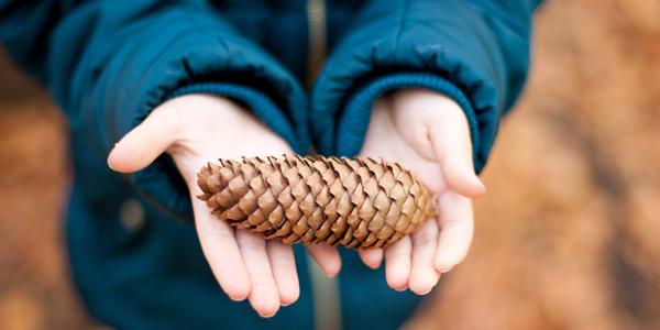 girl holds pinecone