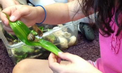 Child experimenting with a leaf to see if it will function as a slide for the snail.