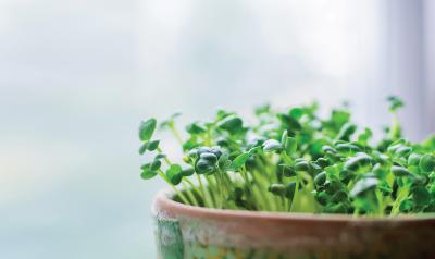 Plants sprouting from pot