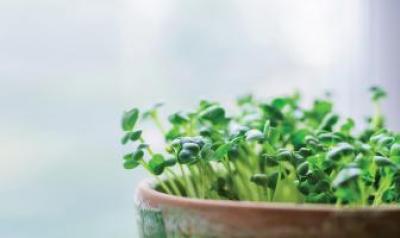 Plants sprouting from pot