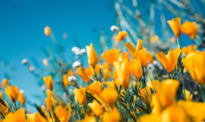 flowers