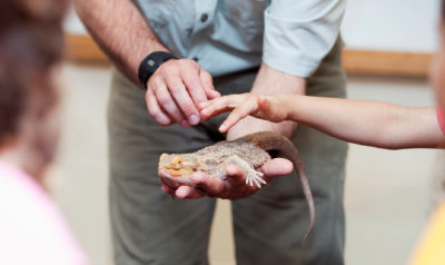 Teacher holding iguana