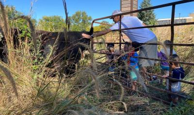 Teacher working with students to help care for a cow