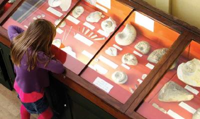 Child looking at a museum fossil display.