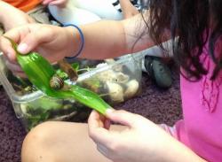 Child experimenting with a leaf to see if it will function as a slide for the snail.