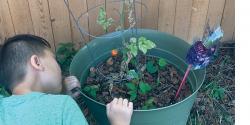 young boy with potted tomato plant