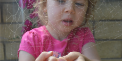 a child observing a spider web