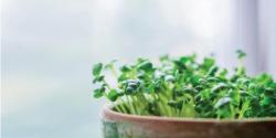 Plants sprouting from pot