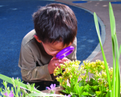 Boy looking at a plant through a magnifying glass