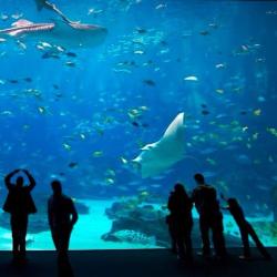 People in an aquarium