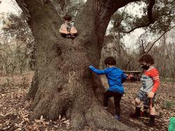 a group of children playing around a tree