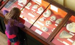 Child looking at a museum fossil display.