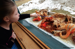 Child examines rotting vegetables in windowsill