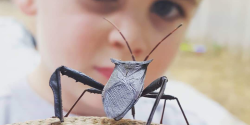 a child looking at an insect